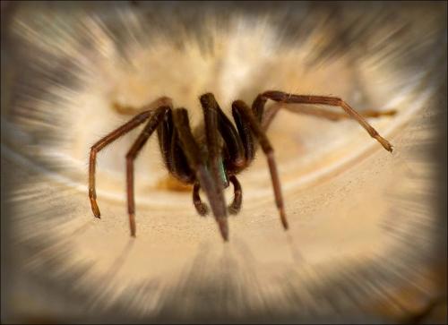 Segestria florentina